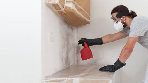 Professional Basement Mold Remediation technician working in Rising Sun, MD