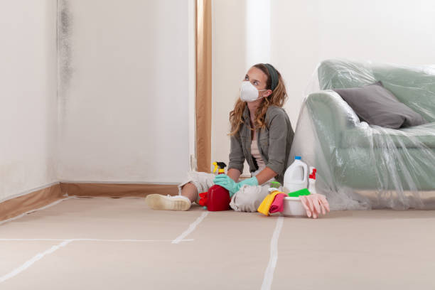 Reliable Basement Mold Remediation contractor in Rising Sun, MD by WQB Mold Removal